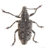 Image of New York Weevil