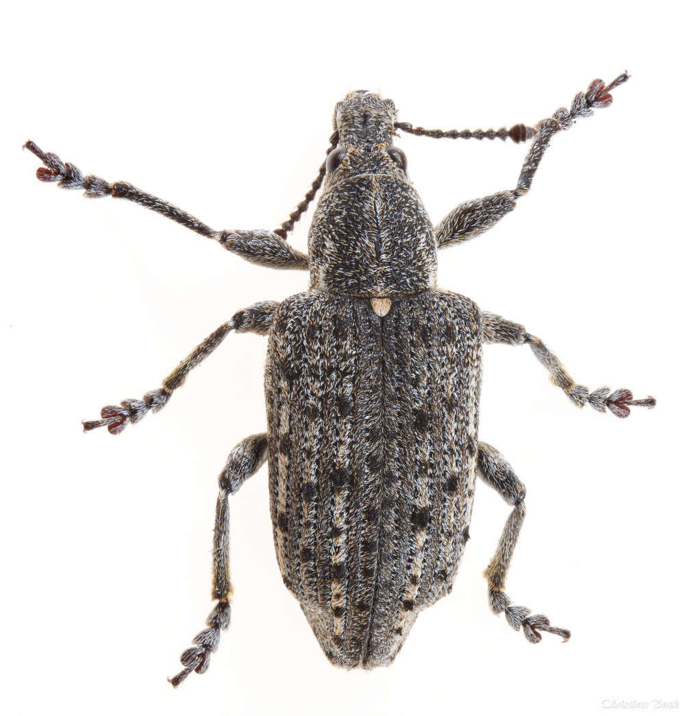 Image of New York Weevil