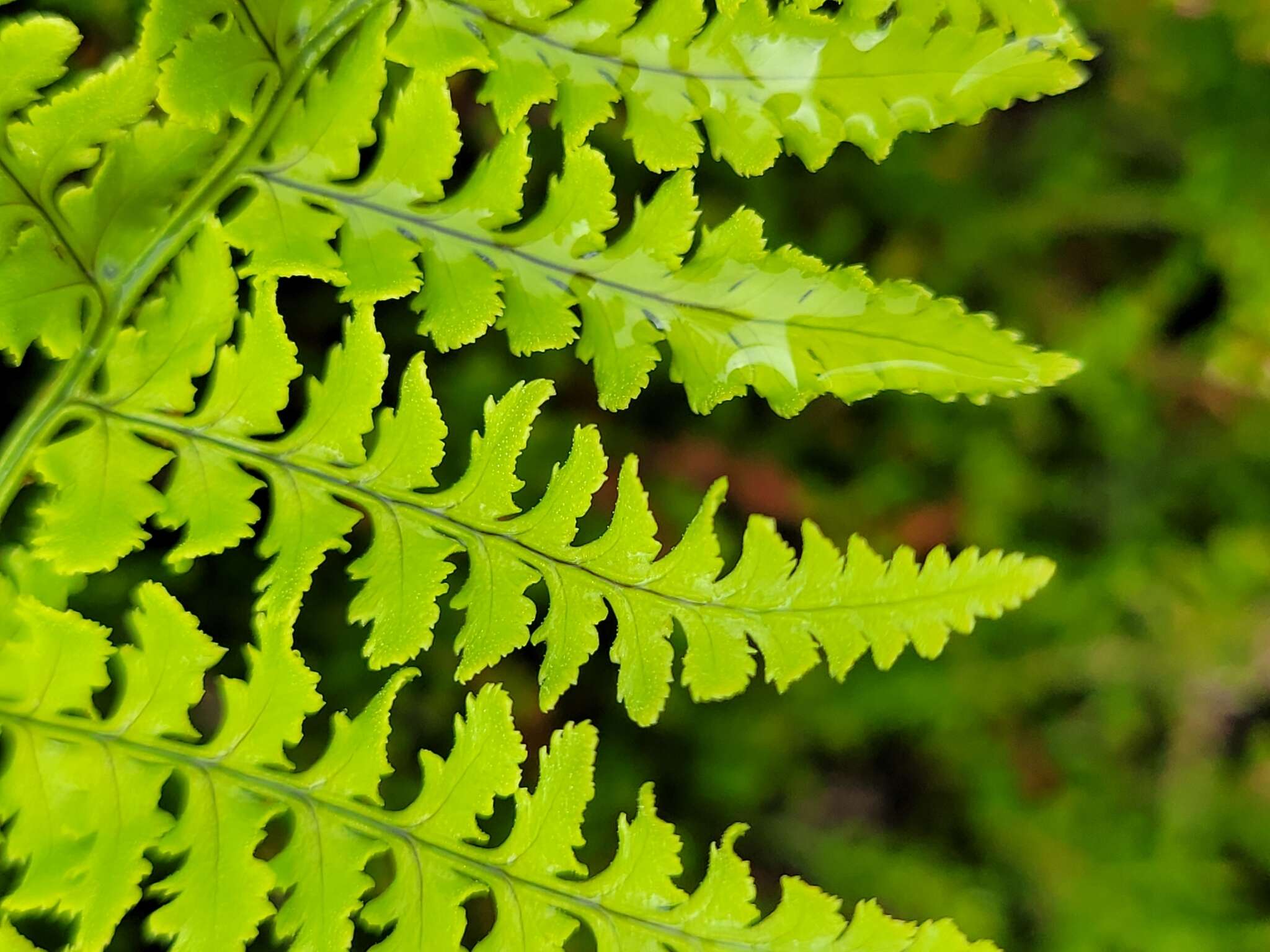 Imagem de Dryopteris aemula (Ait.) O. Kuntze