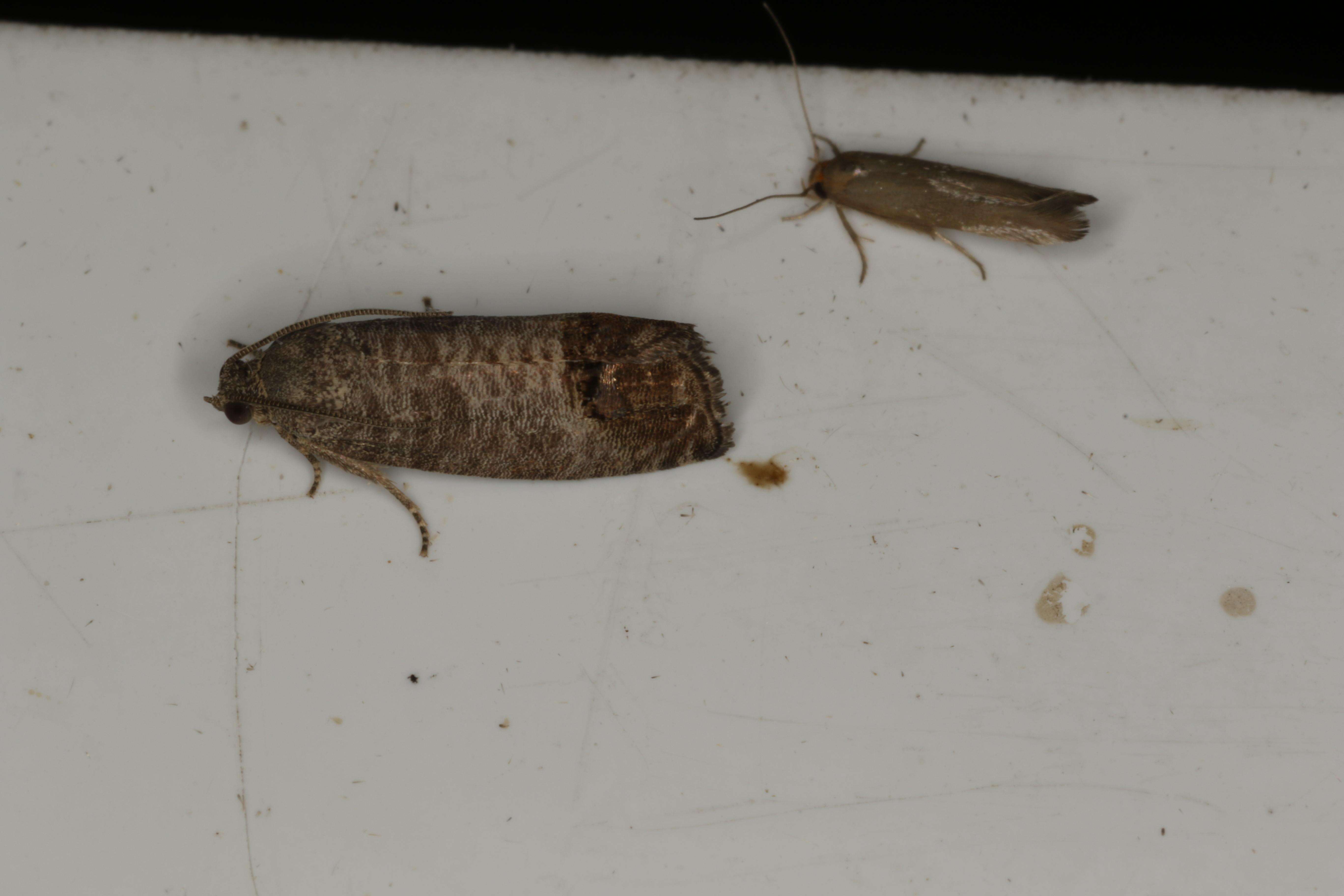 Image of codling moth