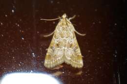 Image of Cabbage Webworm moth