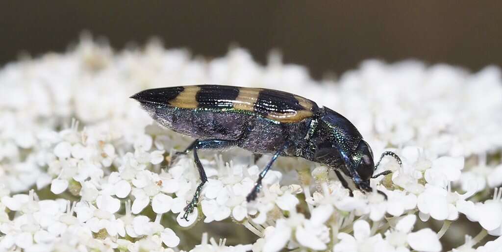 Image of Castiarina rectifasciata (Saunders 1868)