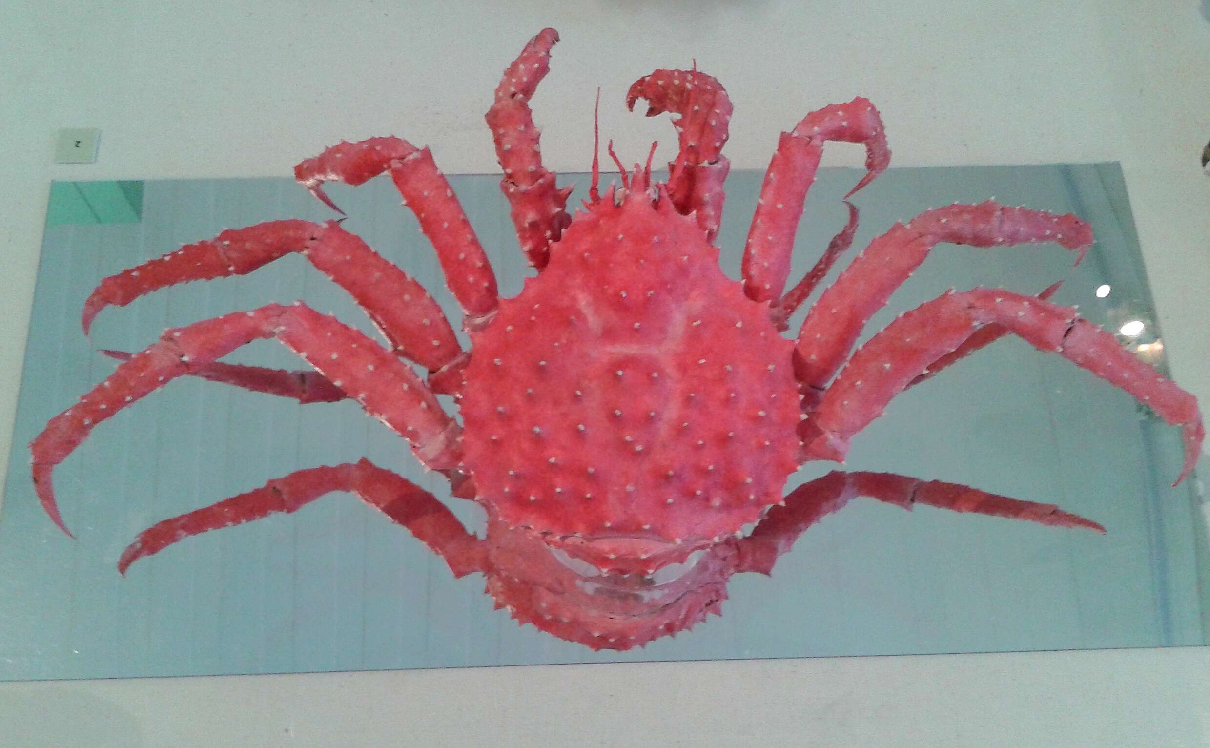 Image of Southern king crab