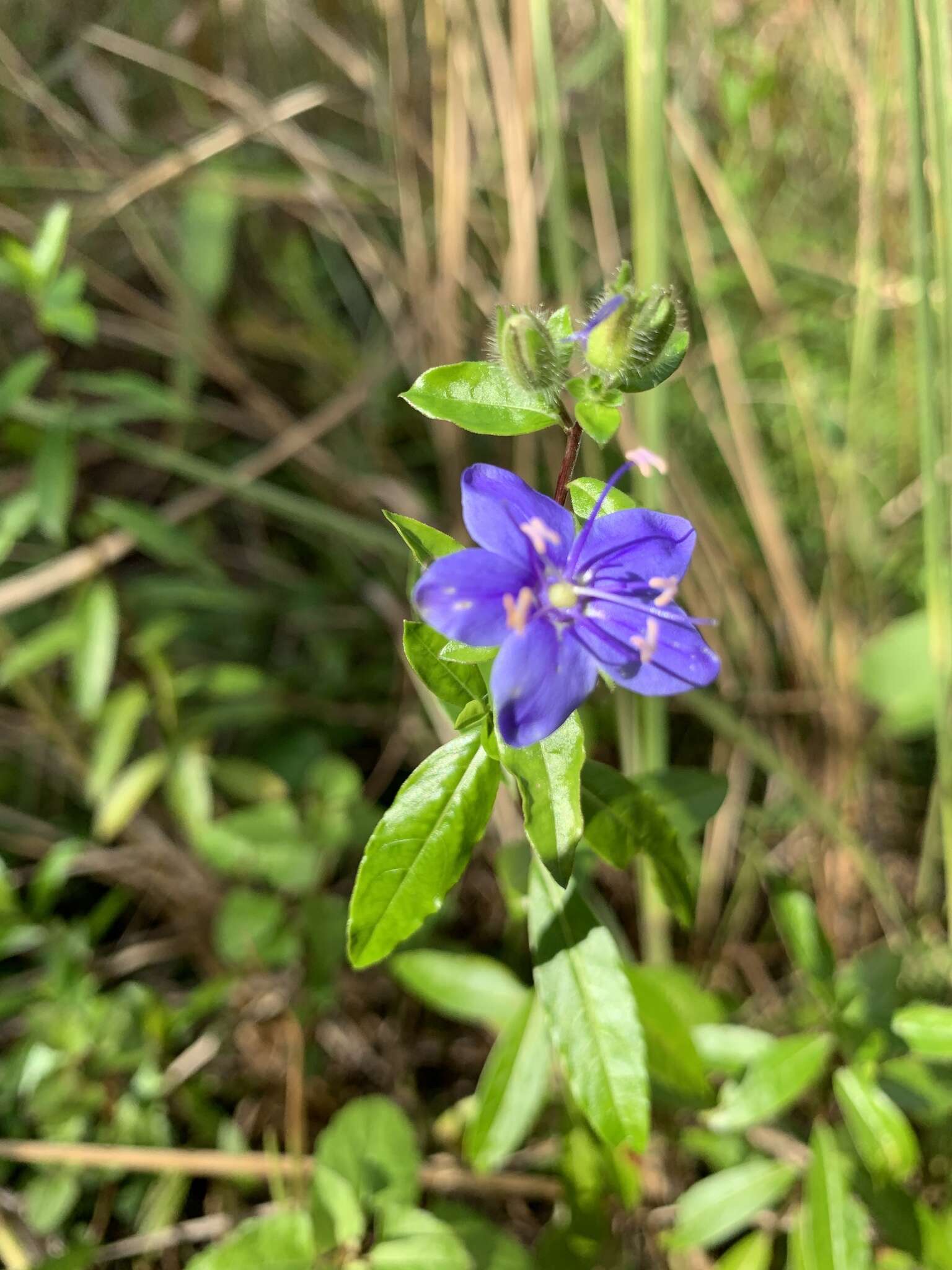 Image of Skyflower