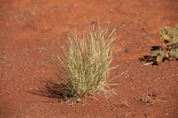 Image of bunch kerosene grass