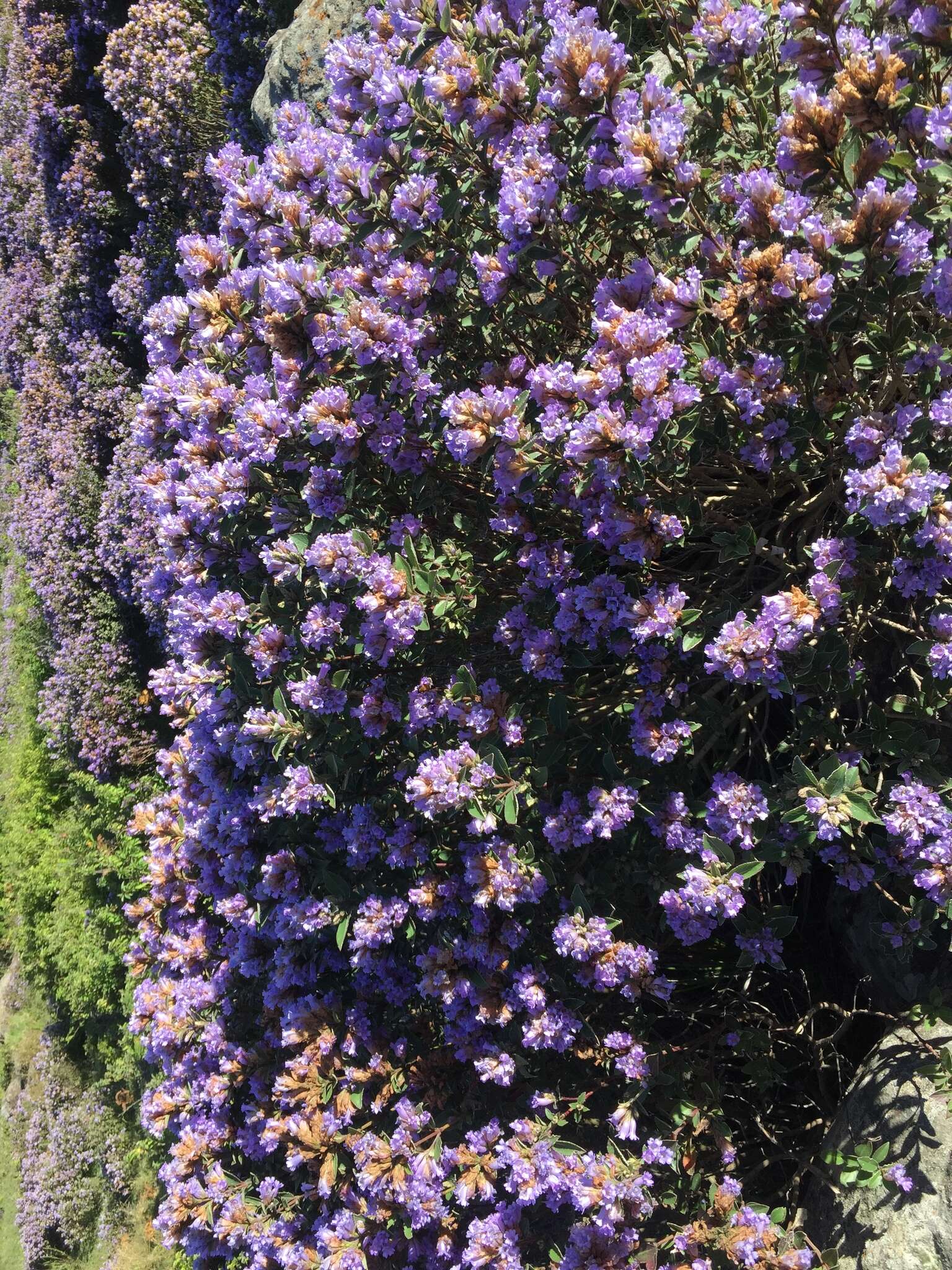 Image of Strobilanthes kunthianus (Wall. ex Nees) T. Anders. ex Benth.