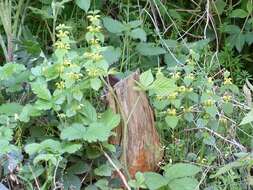 Imagem de Lamium galeobdolon (L.) L.