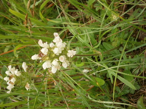 Image of <i>Prunella laciniata</i> (L.) L.