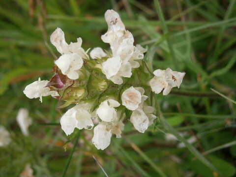 Image of cutleaf selfheal