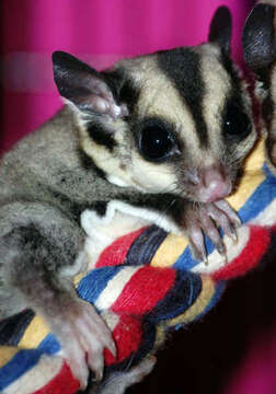 Image of Sugar Glider