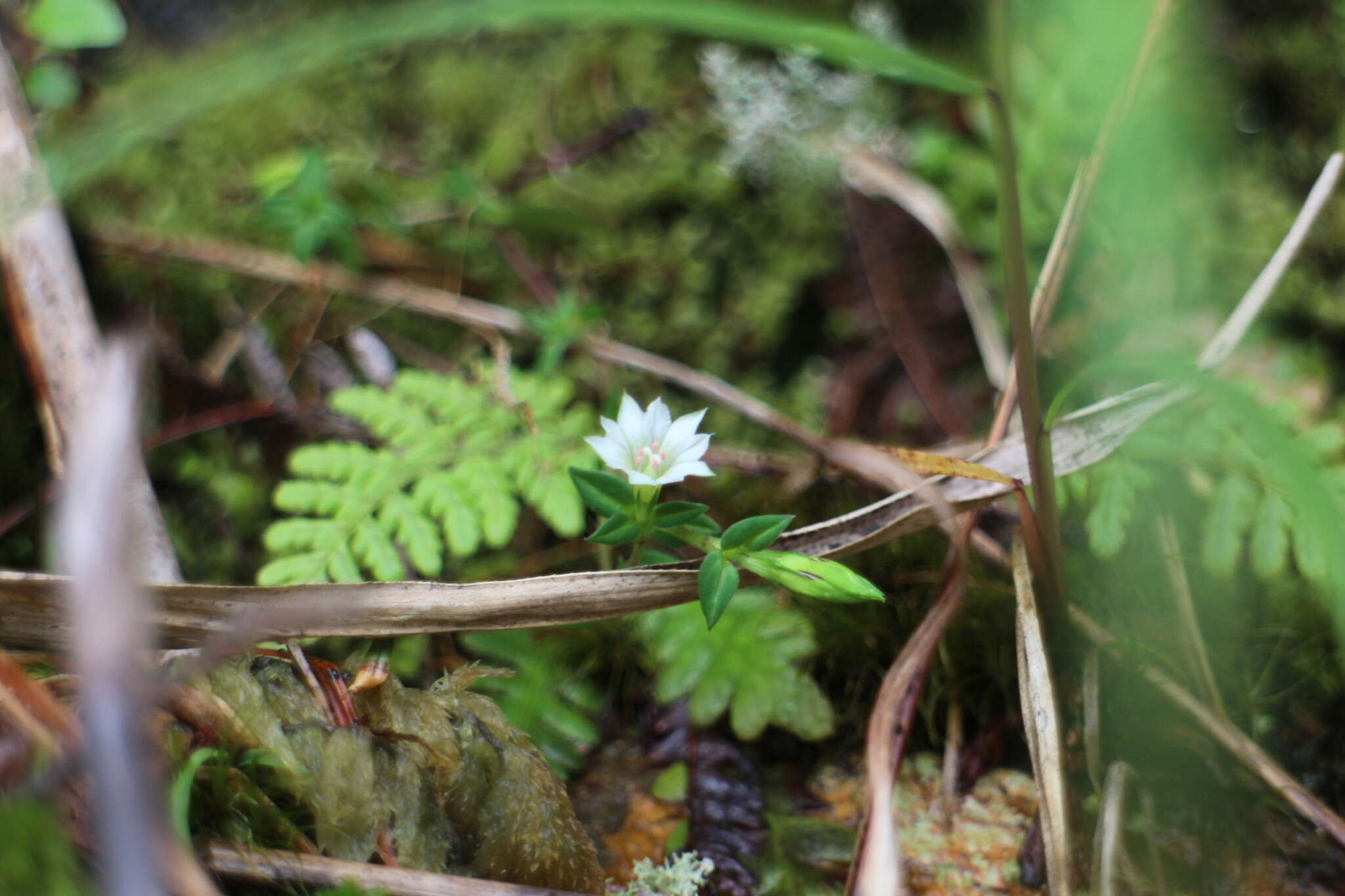 Image of Gentiana flavomaculata var. yuanyanghuensis Chih H. Chen & J. C. Wang