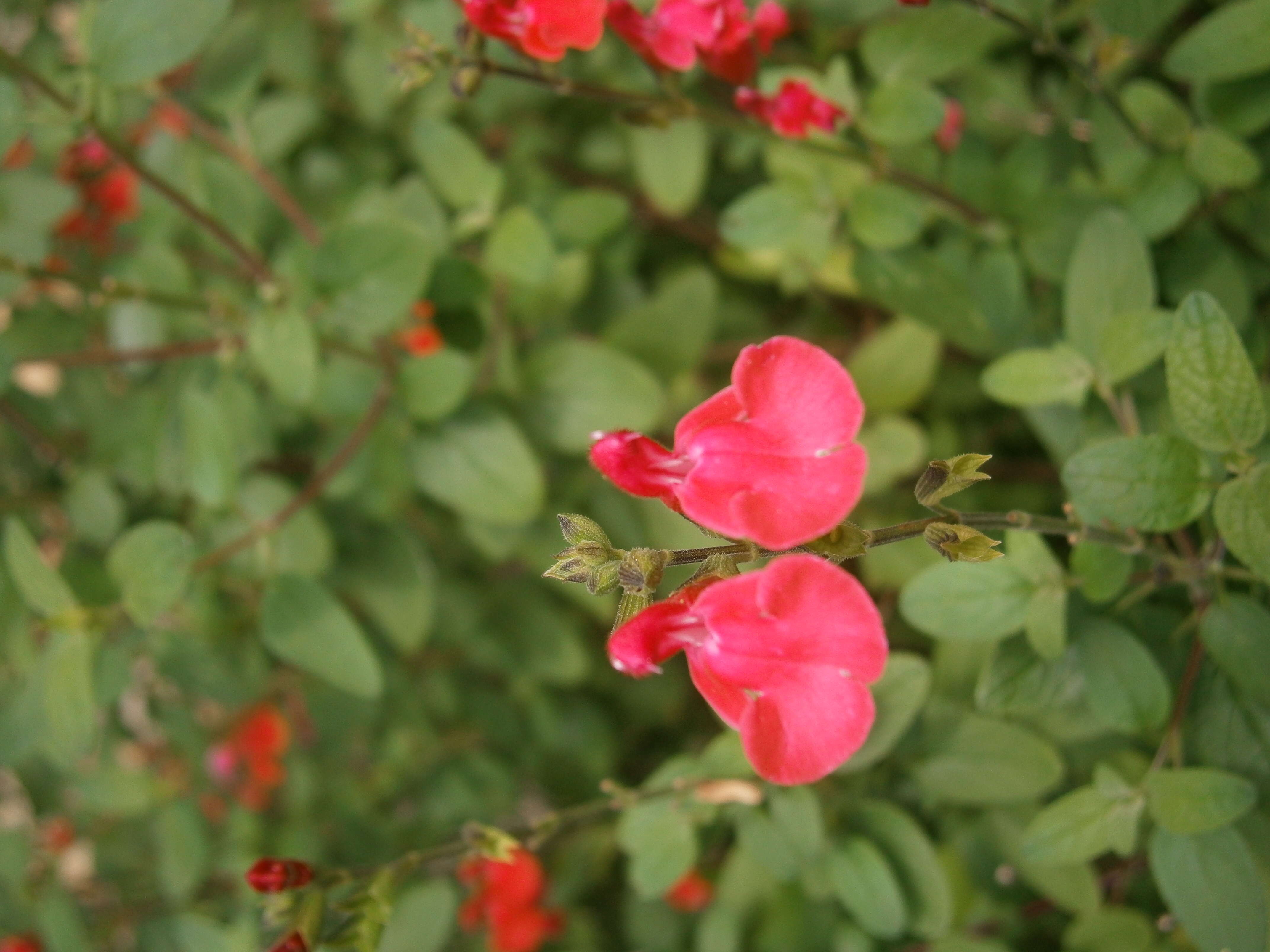 Salvia microphylla Kunth resmi