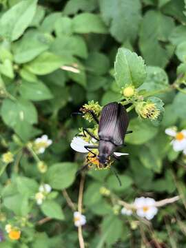 Image of Andocamaria Masumoto 1993