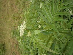 Imagem de Sambucus ebulus L.