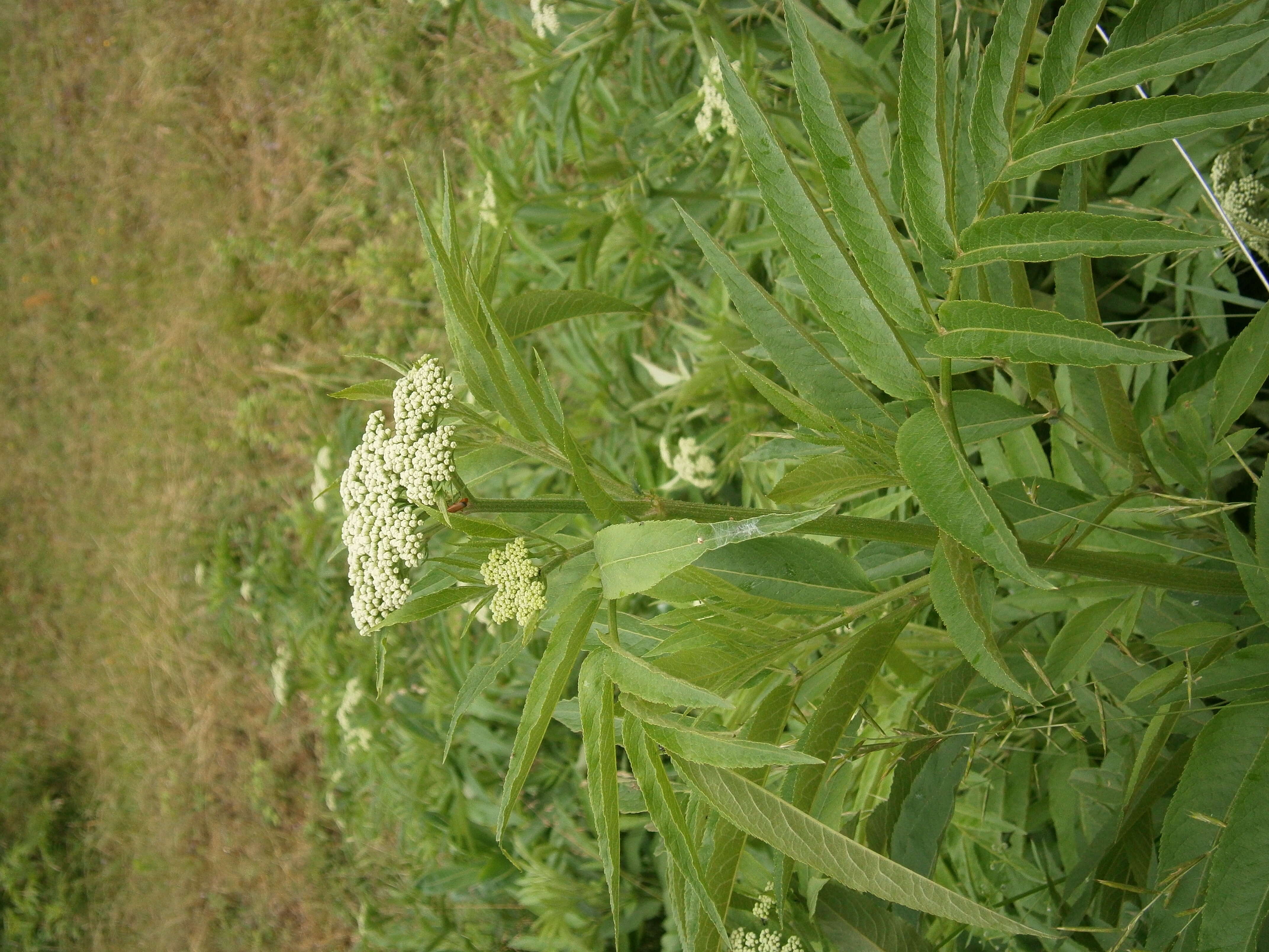 Imagem de Sambucus ebulus L.