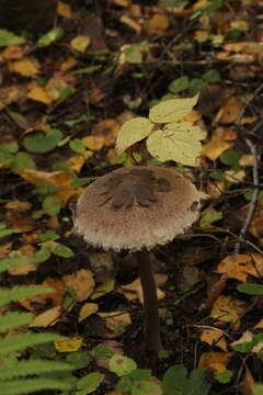 Image of Macrolepiota fuliginosa (Barla) Bon 1977