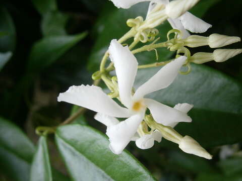 Image of Star-jasmine or Confederate-jasmine