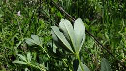 Sivun Lupinus latifolius subsp. parishii (C. P. Sm.) P. Kenney & D. B. Dunn kuva