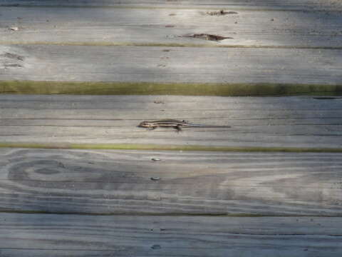 Image of Common Five-lined Skink