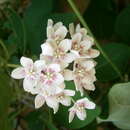 Image of Marsdenia sinensis Hemsl.