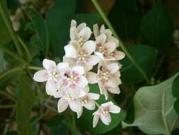 Image of Marsdenia sinensis Hemsl.