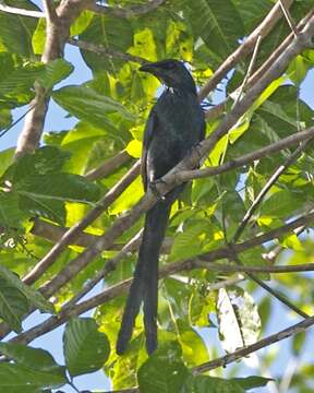 Image of Long-tailed Starling