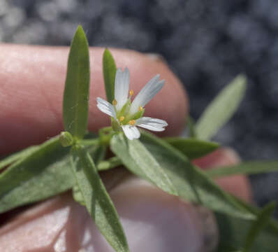 Image of pseudostellaria