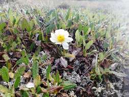 Imagem de Dryas octopetala subsp. oxyodonta (Juz.) Hult.