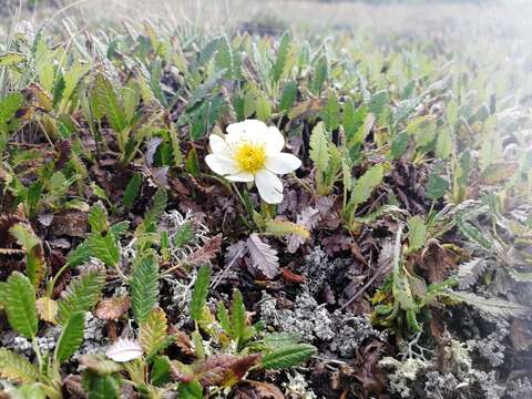 Imagem de Dryas octopetala subsp. oxyodonta (Juz.) Hult.