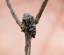 Image of Acmaeodera venusta Waterhouse 1882