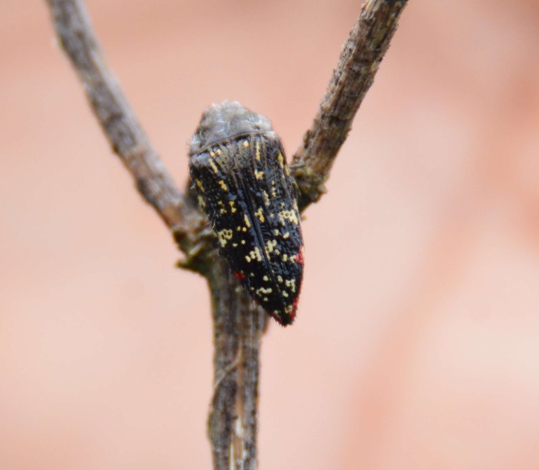 Image of Acmaeodera venusta Waterhouse 1882