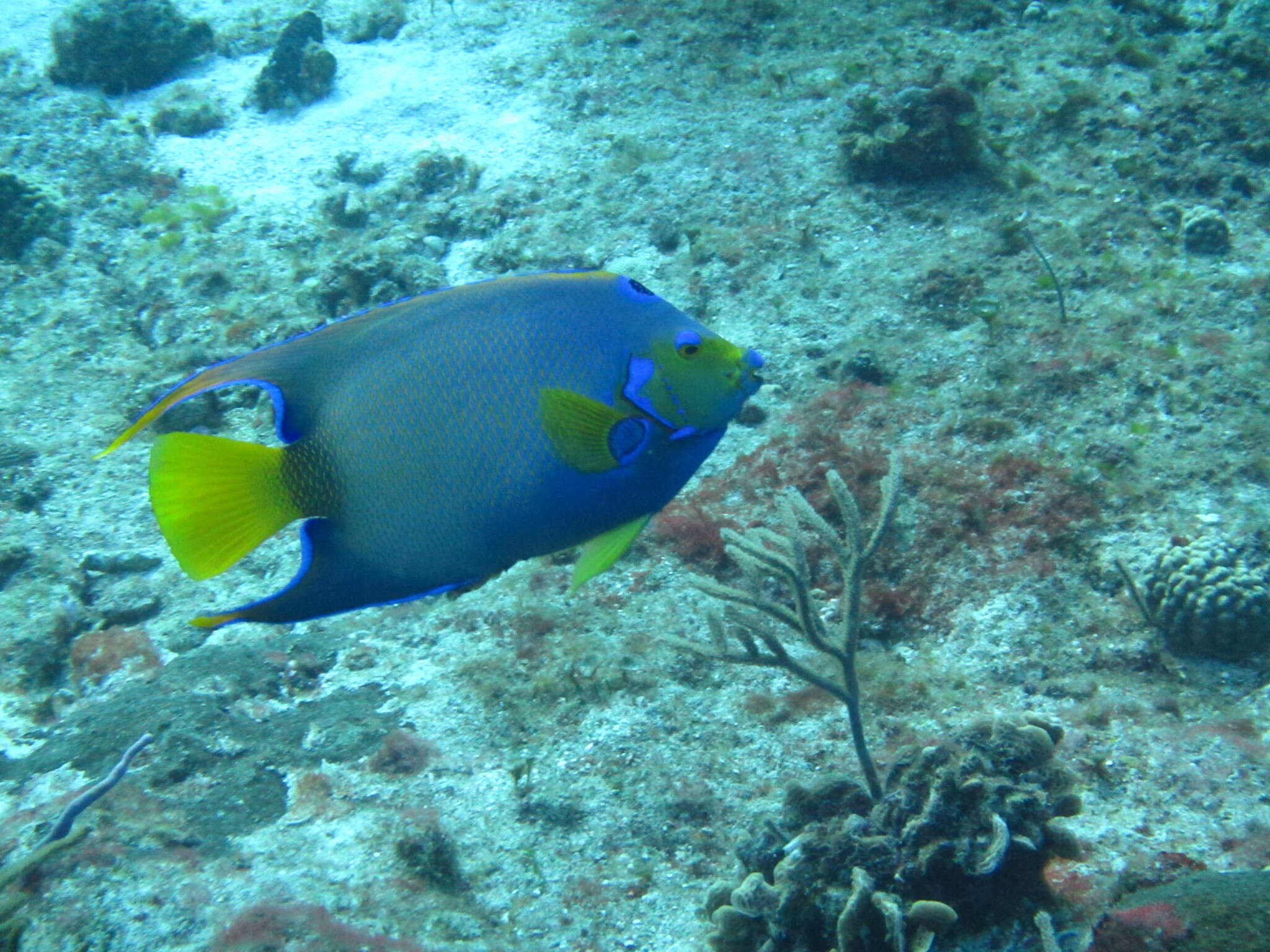 Image of Angelfish