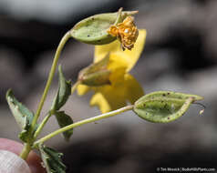 Sivun Erythranthe corallina (Greene) G. L. Nesom kuva