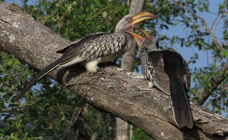 Image of Southern Yellow-billed Hornbill