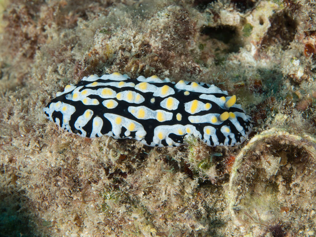 Image of Lumpy black bluegrey orange slug