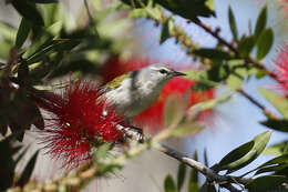 Image of Tennessee Warbler