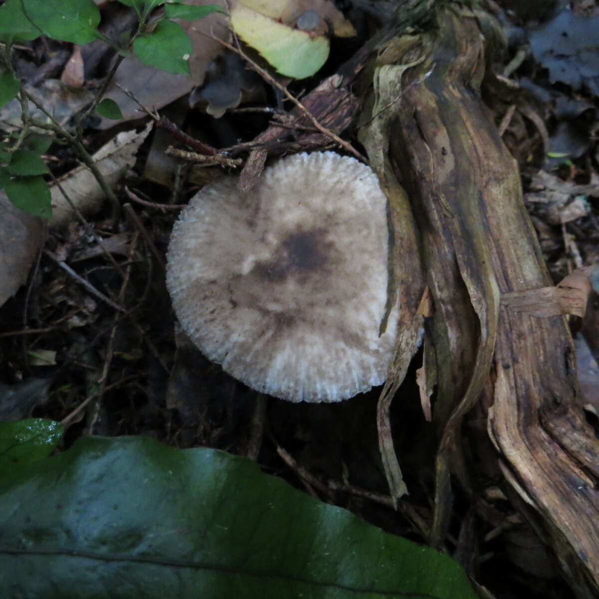 Image of Amanita nehuta G. S. Ridl. 1991