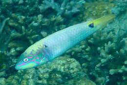 Image of Threespot wrasse