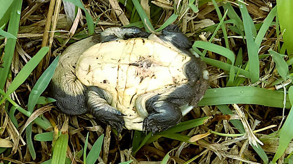 Image of Giant Snake-necked Turtle