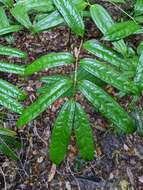 Image of Ripogonum discolor F. Muell.