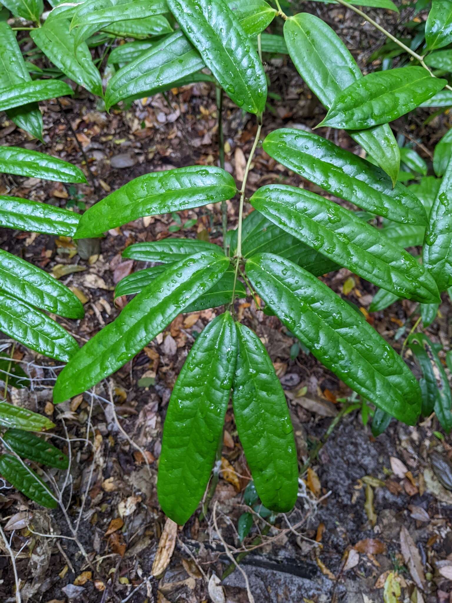 Image of Ripogonum discolor F. Muell.