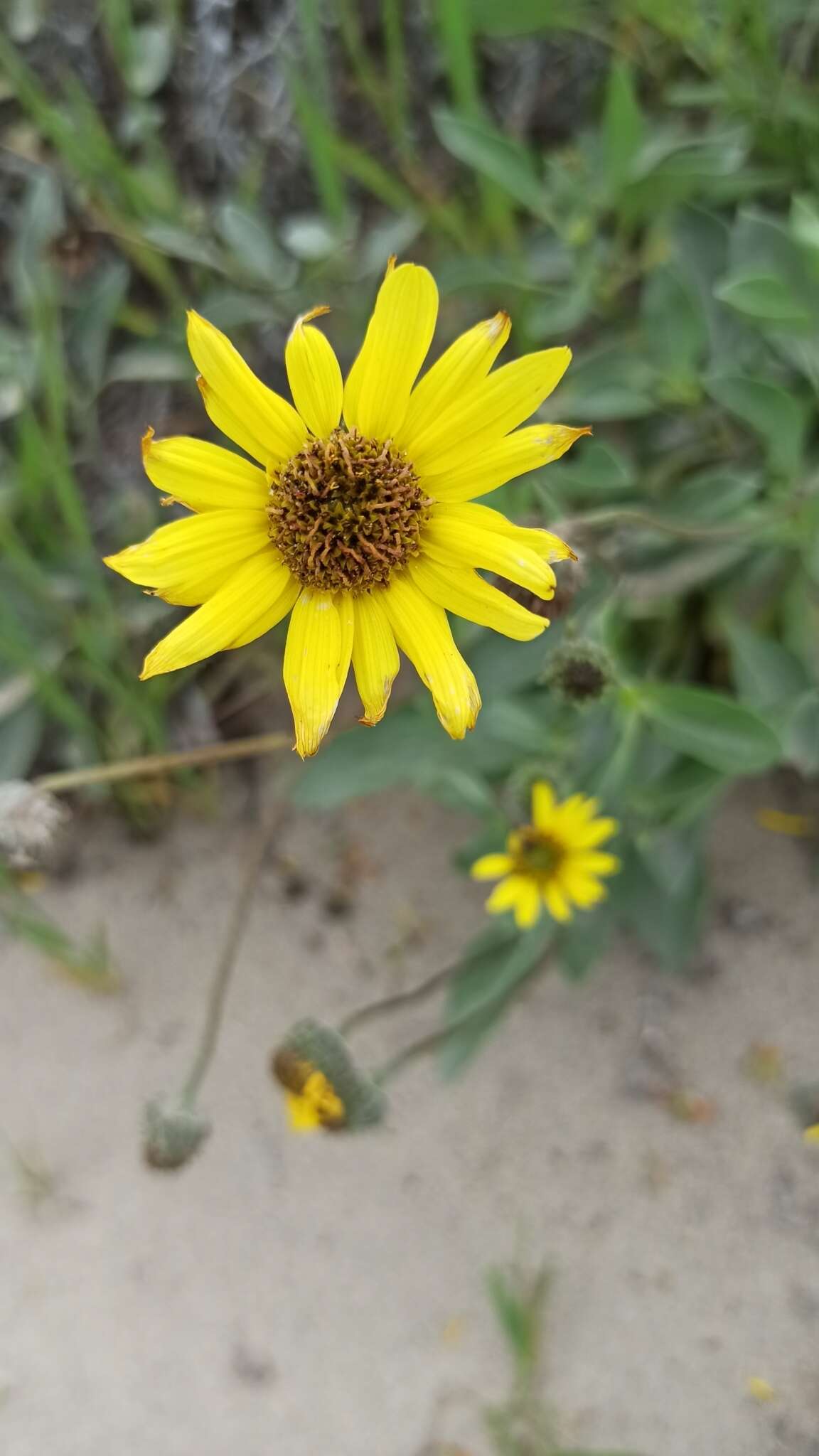 Слика од Helianthus niveus (Benth.) Brandeg.