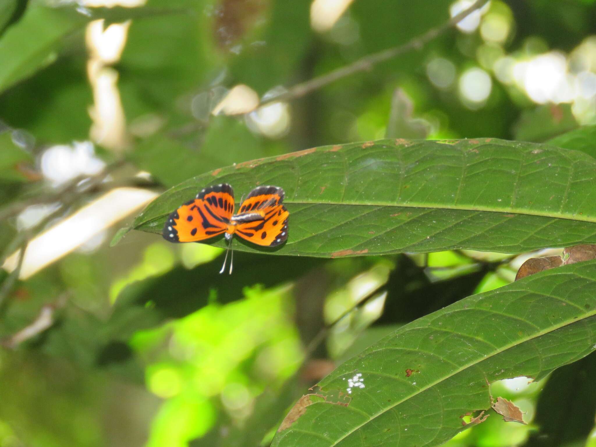 Image of Stalachtis calliope (Linnaeus 1758)