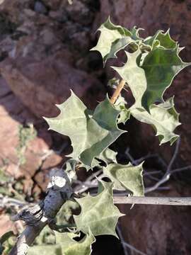 Image of Cnidoscolus palmeri (S. Watson) Rose