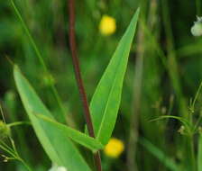 Image of talus slope penstemon