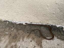 Image of Western Graceful Brown Snake