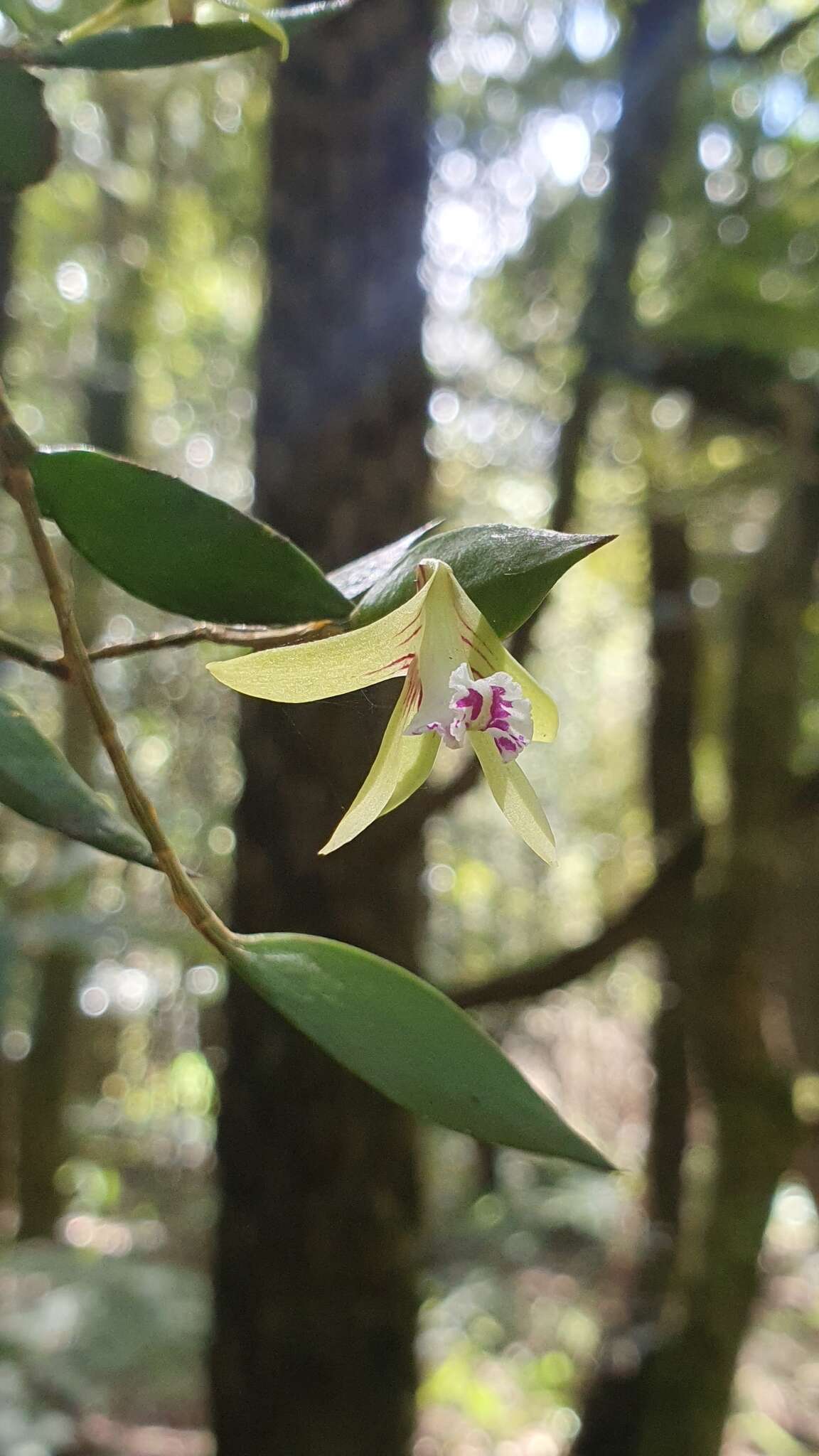 Imagem de Dendrobium pugioniforme A. Cunn. ex Lindl.