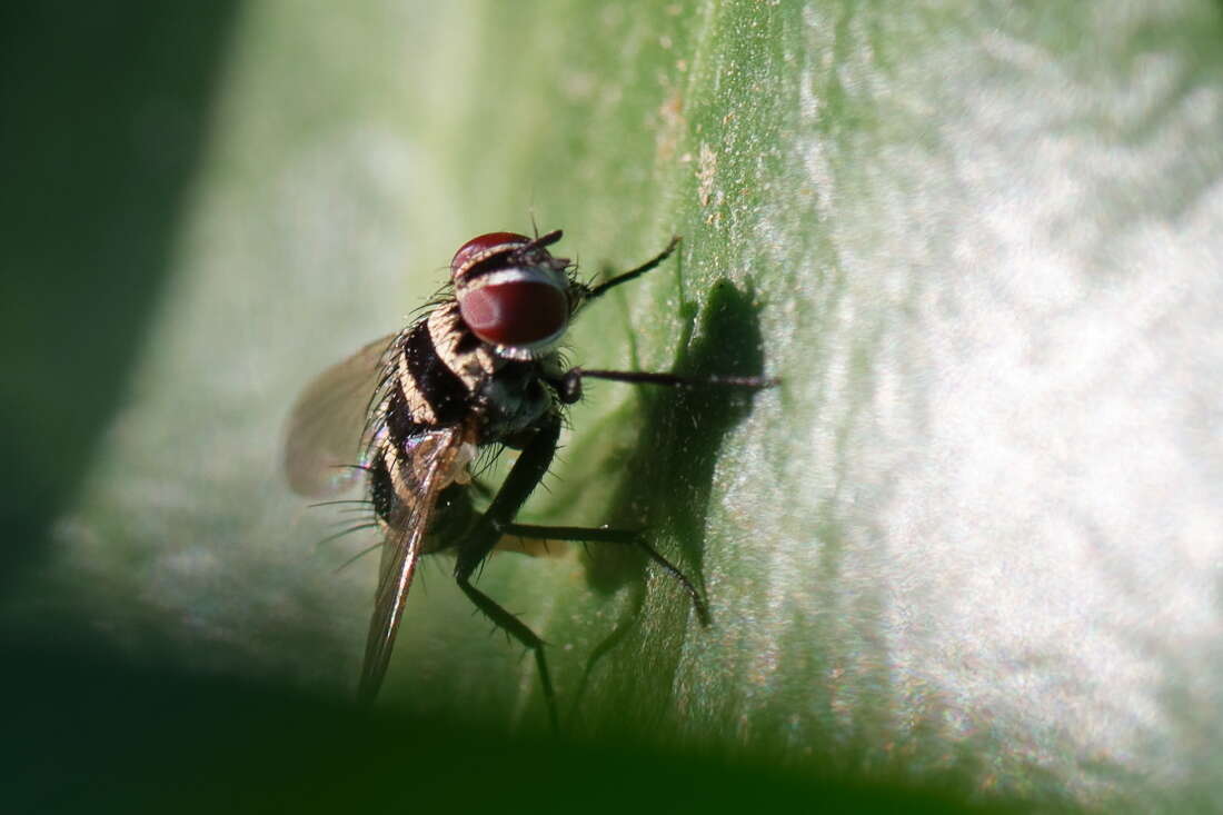 Image of Trigonospila transvittata (Pandelle 1896)