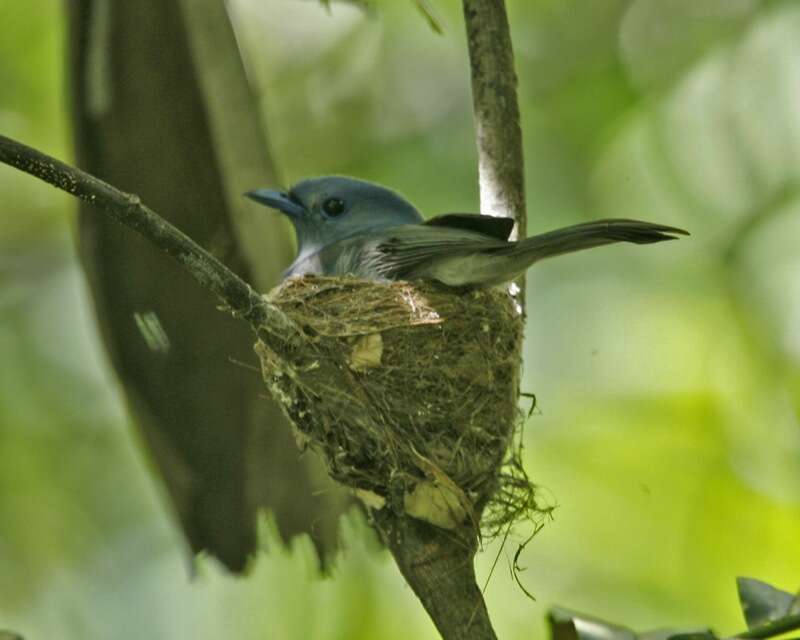 Image de Tchitrec bleu pâle