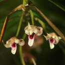 Image of Maxillaria appendiculoides C. Schweinf.